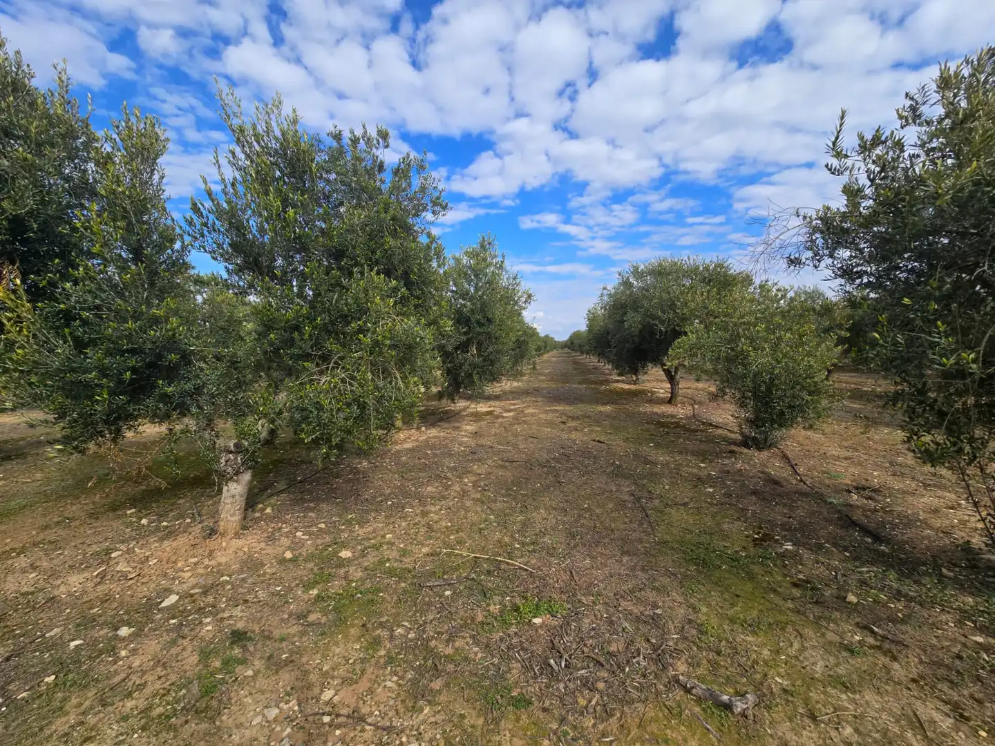 Finca rústica en venda a Carrer Sèquia, Aitona