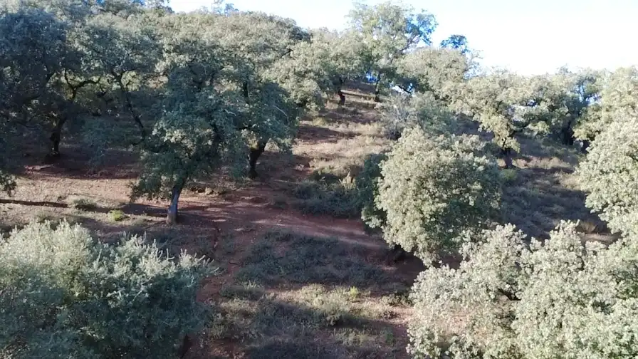Terrenos y solares en venta en Dehesa 8, imagen 6