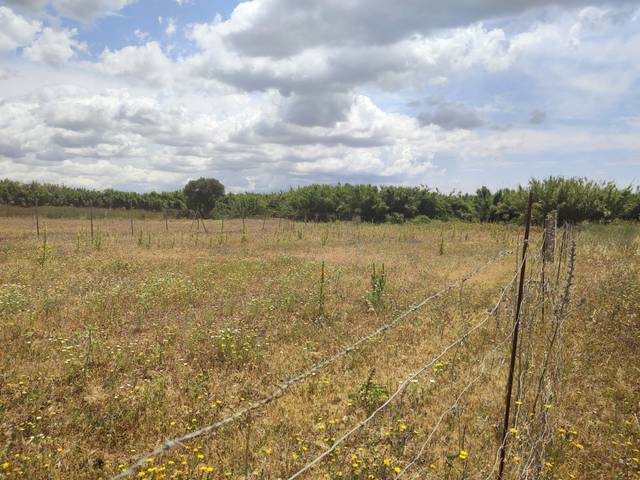 Terreno residencial en Venta en Conil