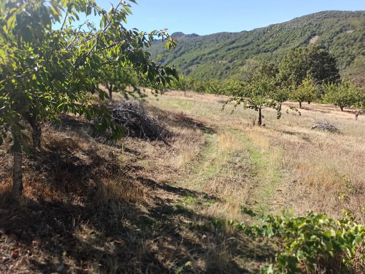 Land for sale in Navezuelas