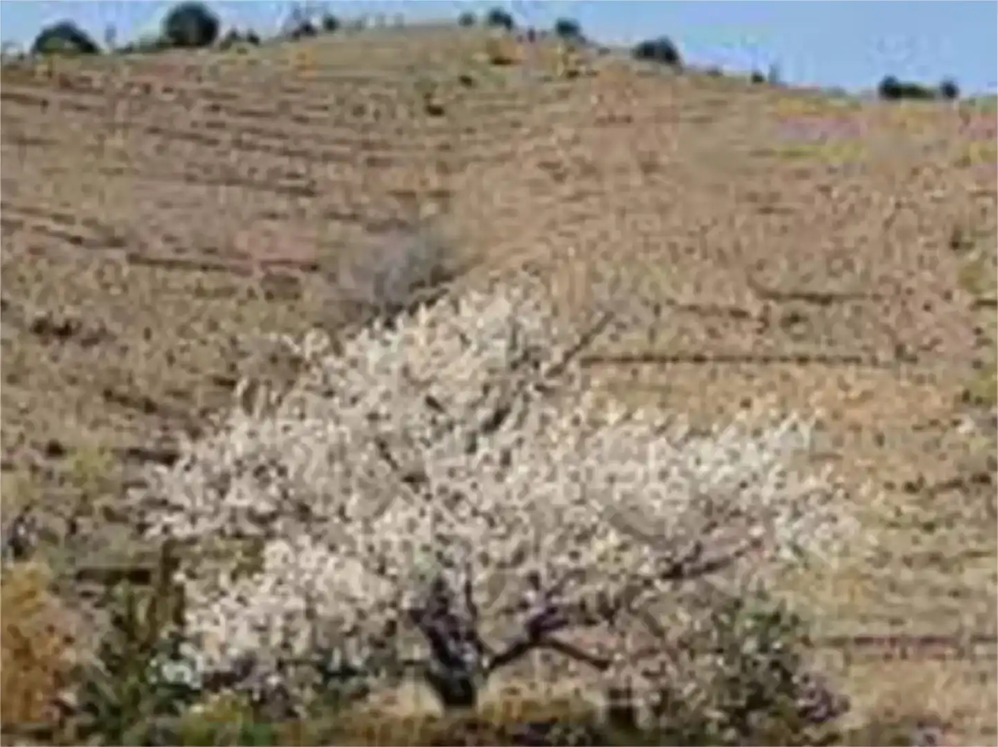 Jardín de Terreno en venta en Porrera