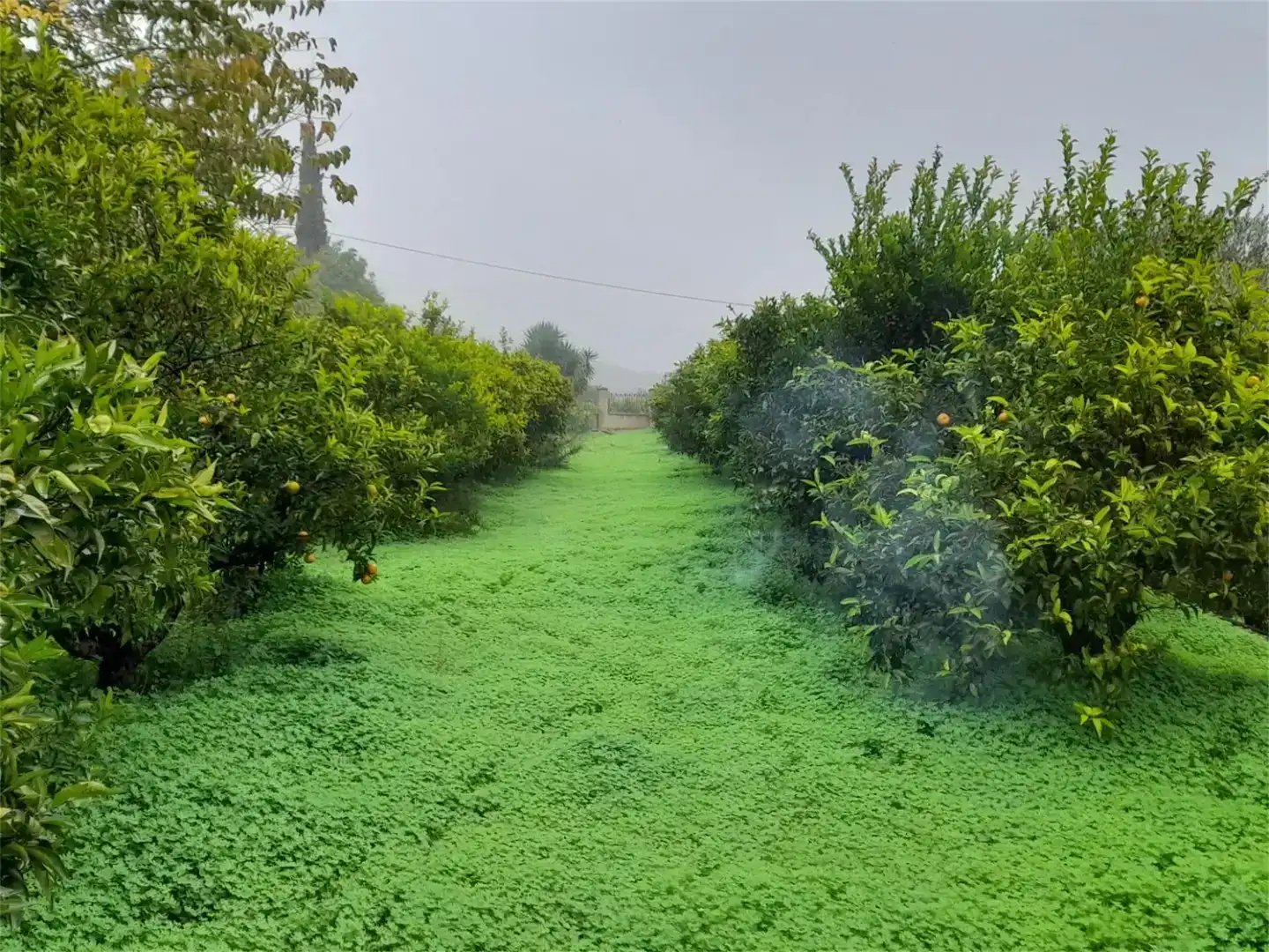 Jardí de Finca rústica en venda en Llocnou de Sant Jeroni amb Jardí privat, Piscina i Moblat