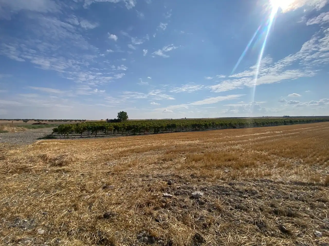 Terreny rústic en venda a Carretera Pozuelo de Calatrava 27, imagen 10