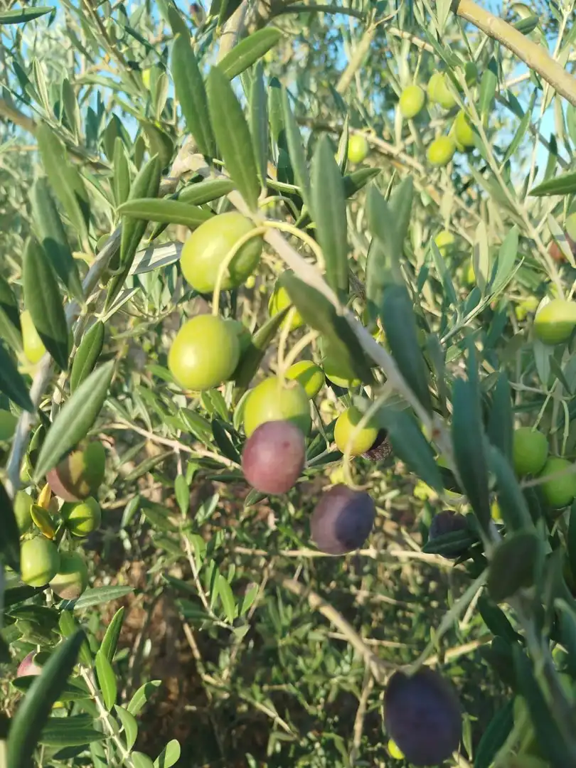 Terreno rustico in vendita a Oeste, imagen 12