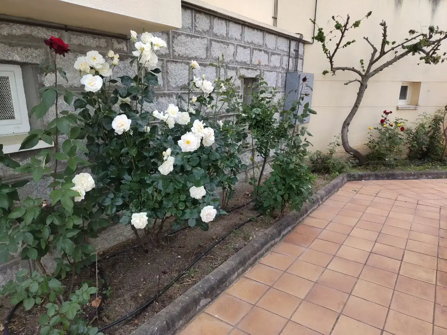 Jardí de Pis en venda en Ituero y Lama amb Parquet, Moblat i Forn
