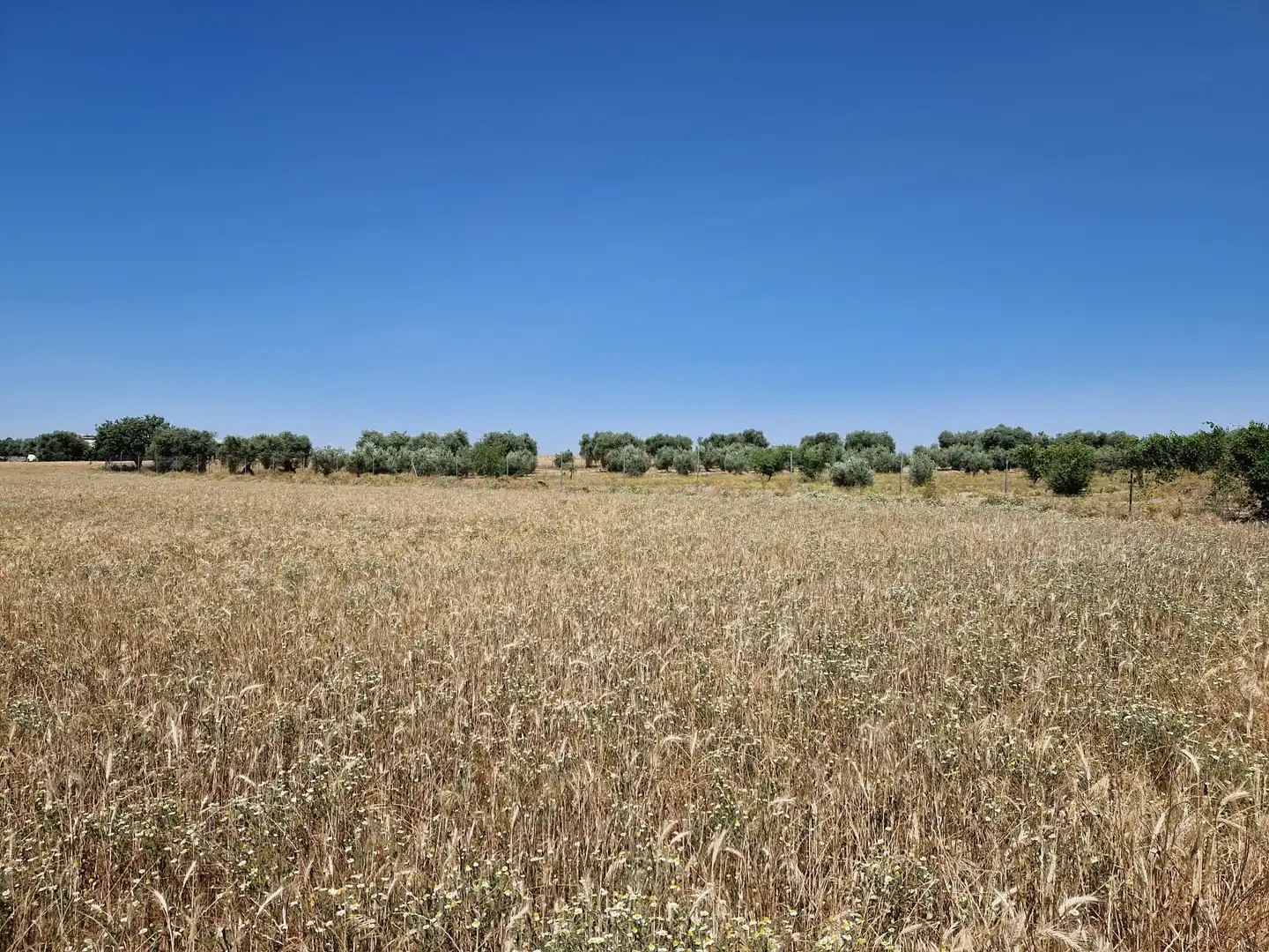 Terrain rustique à vendre à Don Benito, imagen 6