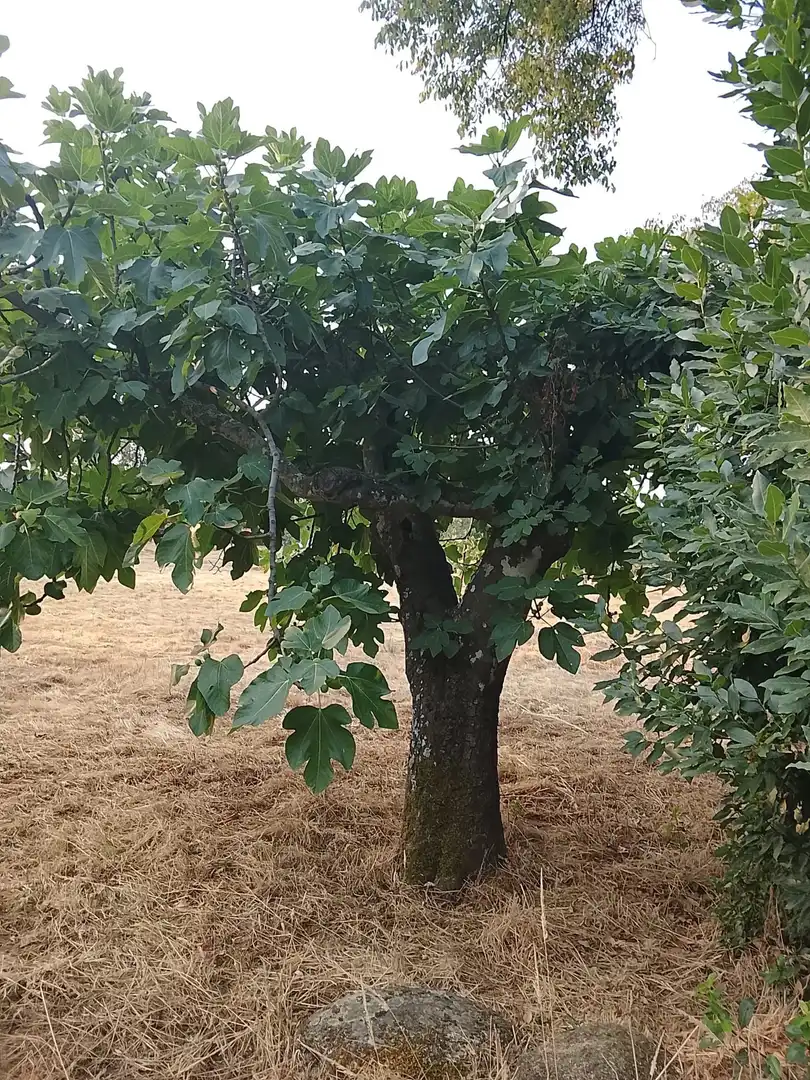 Terreni e lotti in vendita a Villanueva de la Vera, imagen 22