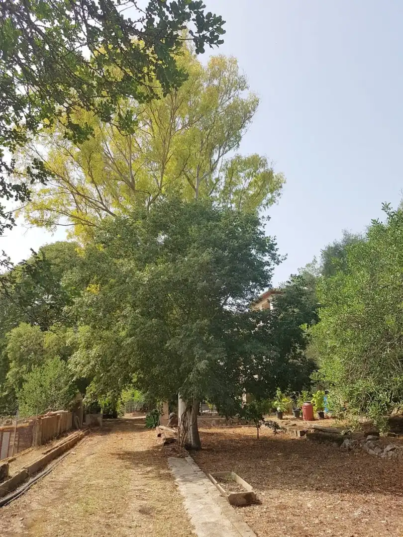 Maison rustique avec piscine à vendre à Sa Pobla, imagen 29