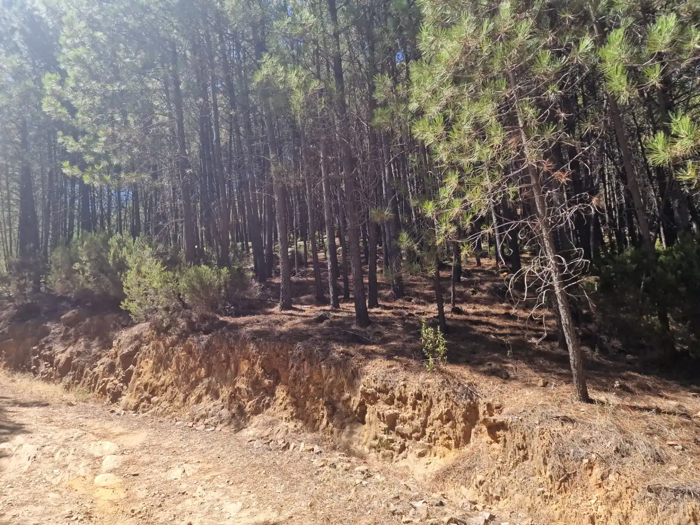 Terreno en venta en Guisando, Ávila