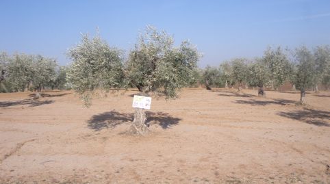 OLIVAR DE ESQUINA