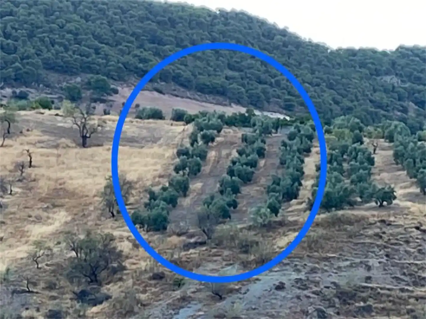 Finca rústica en venda en Bélmez de la Moraleda amb Traster, Moblat i Balcó