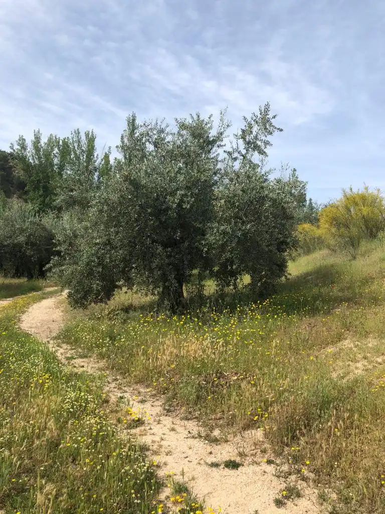 Terreny rústic en venda a Priego de Córdoba, imagen 4