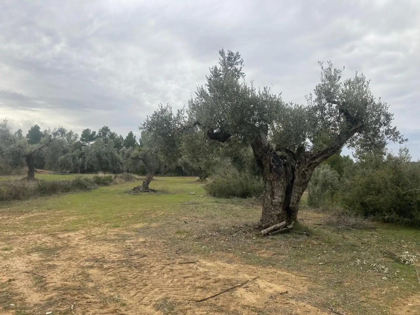 Terreni e lotti in vendita a Valderrobres, imagen 4