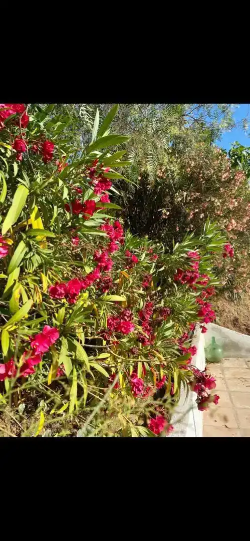 Jardí de Finca rústica en venda en Pozoblanco amb Jardí privat, Piscina i Balcó