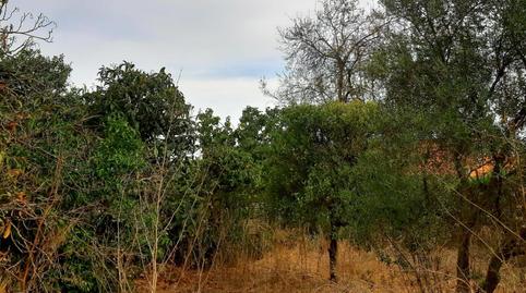 Photo 4 of House or chalet for sale in Sanlúcar la Mayor, Sevilla