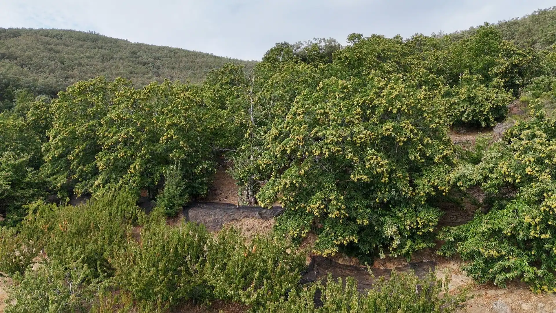 Terrain rustique à vendre à Avenida Extremadura 72