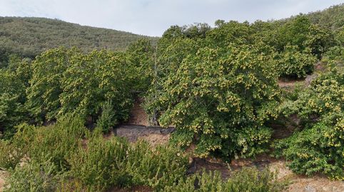 VENTA DE FINCA DE CEREZOS Y CASSTAÑOS EN EL VALLE DEL JERTE