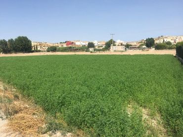 Terreno rustico in vendita a Ribera de Molina - Torrealta