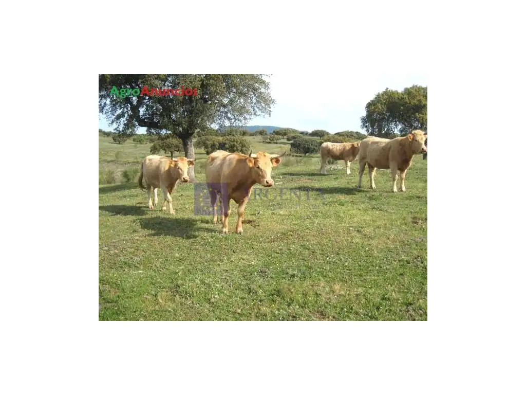 Houses for sale in Diseminados Solana, Zona Sur - Av. de España - San Miguel