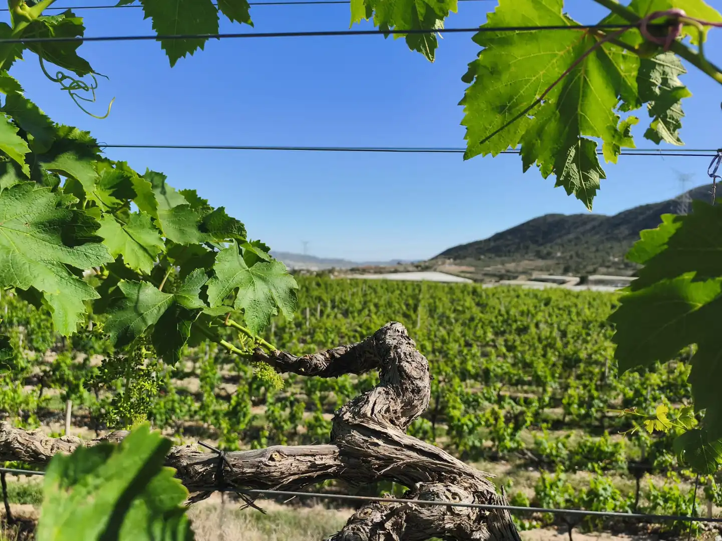 Terreno rústico en venta en Monforte del Cid - Paraje la Serreta