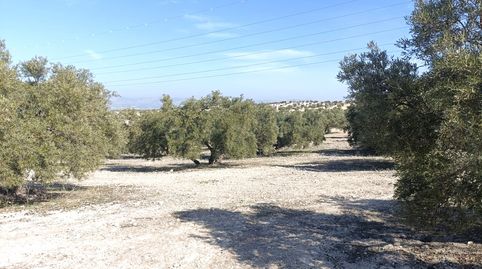 Finca de olivos a la venta en Chimeneas., immagine 2
