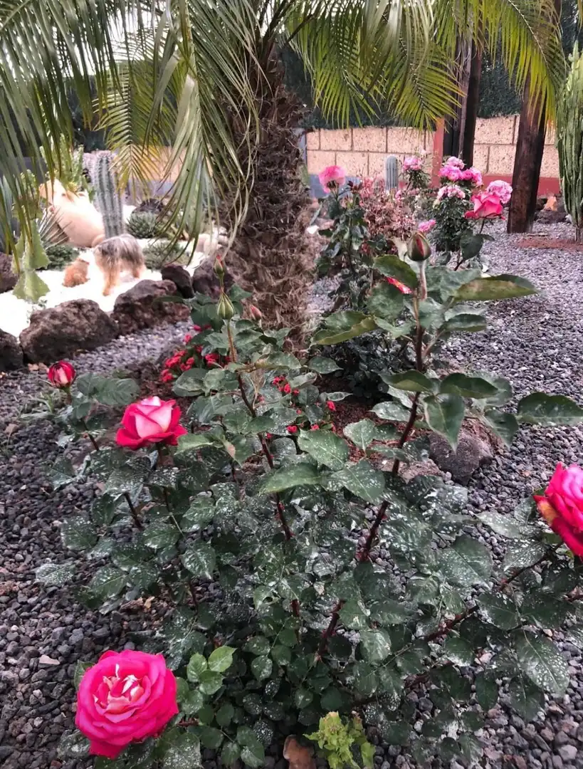 Jardí de Casa o xalet en venda en San Miguel de Abona amb Jardí privat, Traster i Piscina