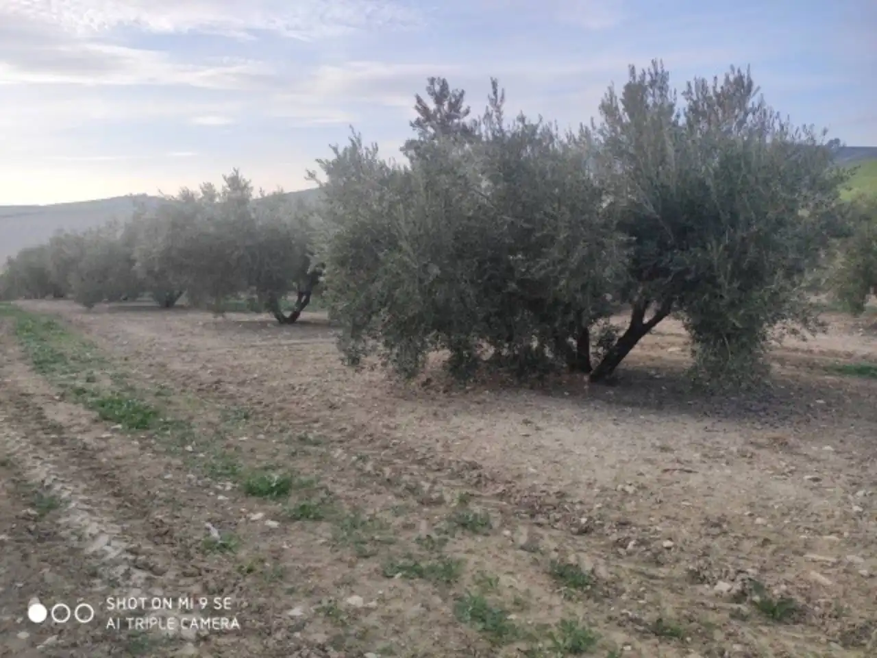 Terrain rustique à vendre à Calle TERMINO DE BAENA, imagen 2