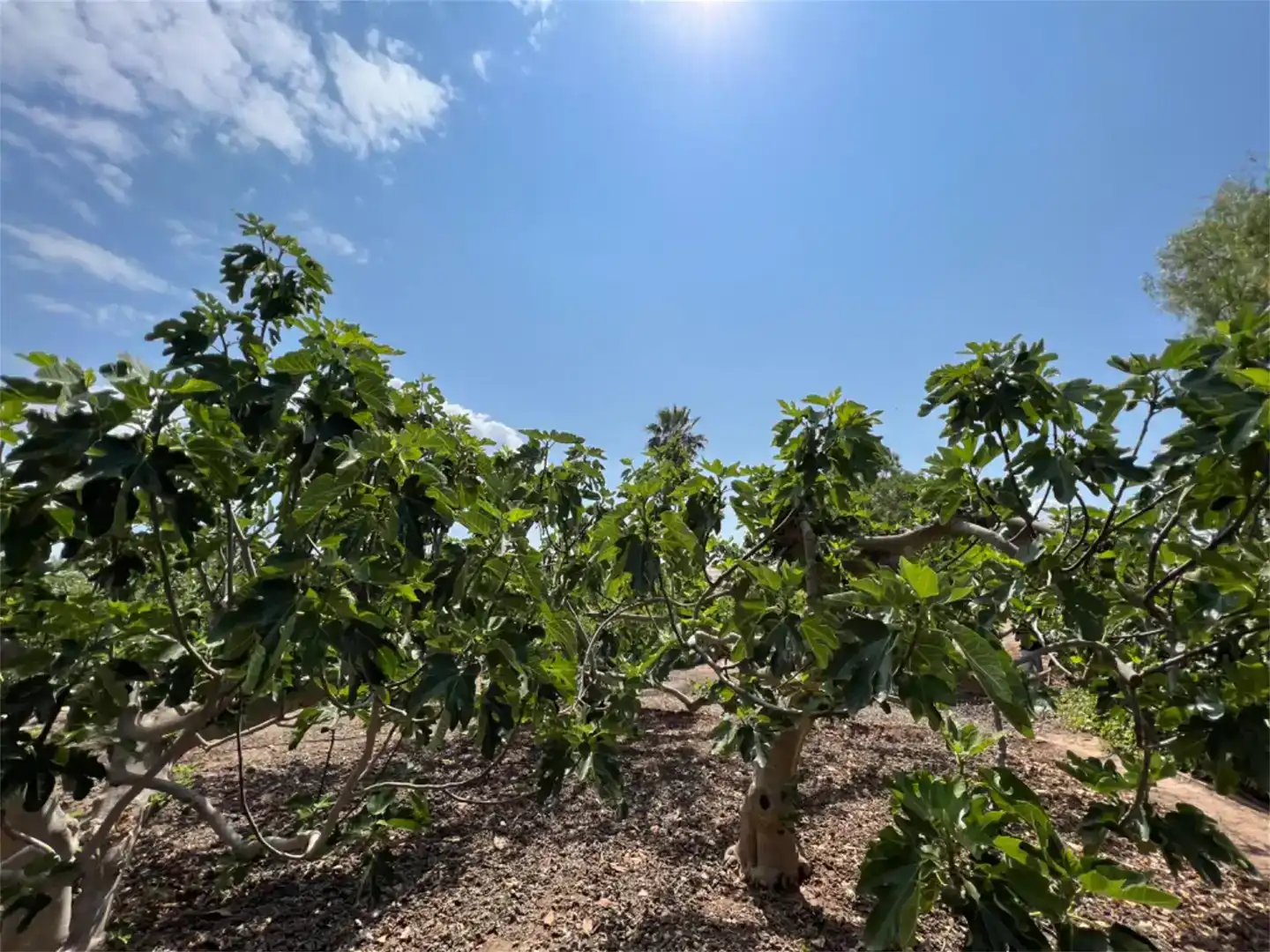 Terreno en venta en Alhama de Murcia ciudad