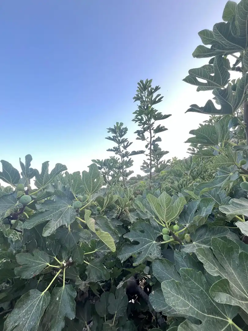 Finca rústica en venta en Altos de Estepona