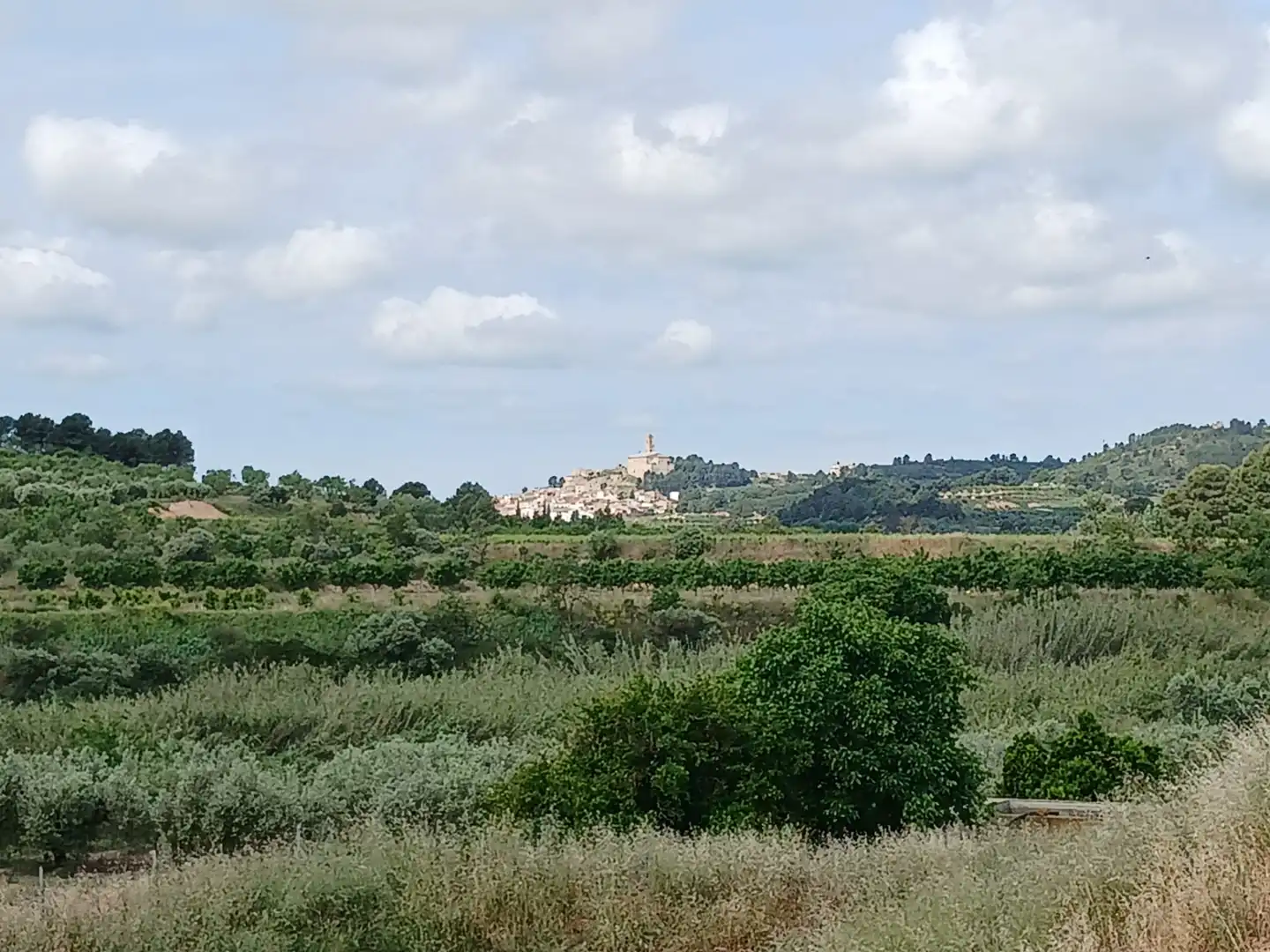 Rural land for sale in Corbera d'Ebre, imagen 20