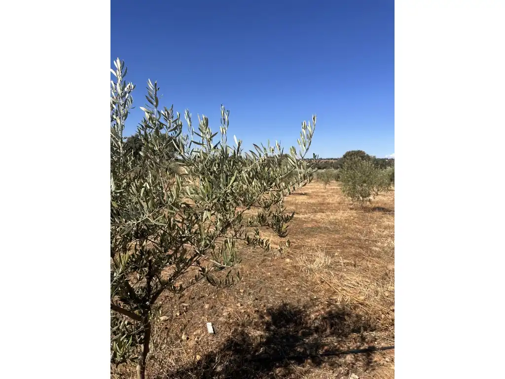 Country homes for sale in Zarza-Capilla, Badajoz