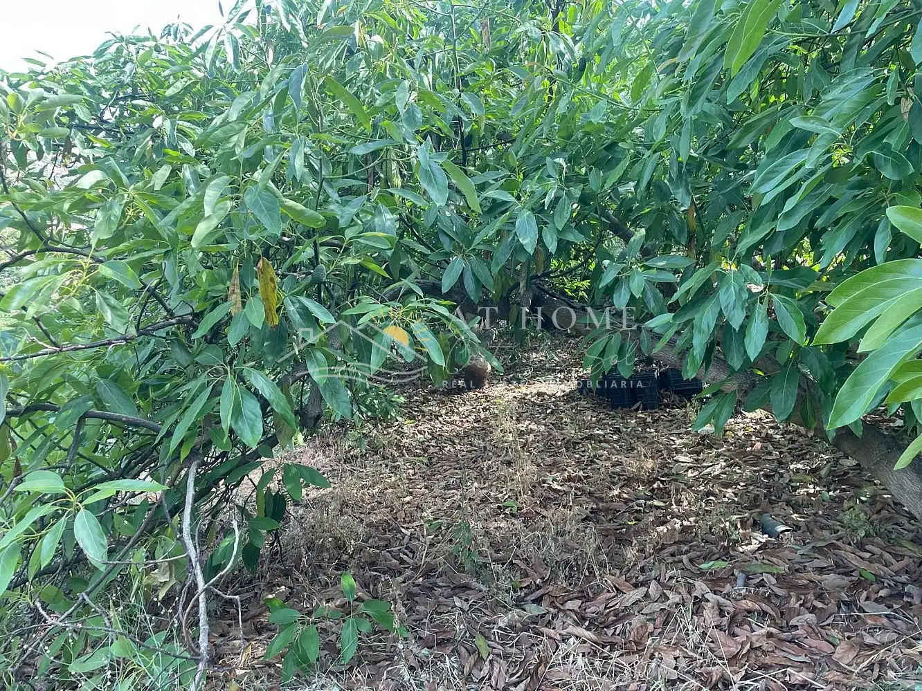 Terreni e lotti in vendita a Torrox Pueblo, imagen 12