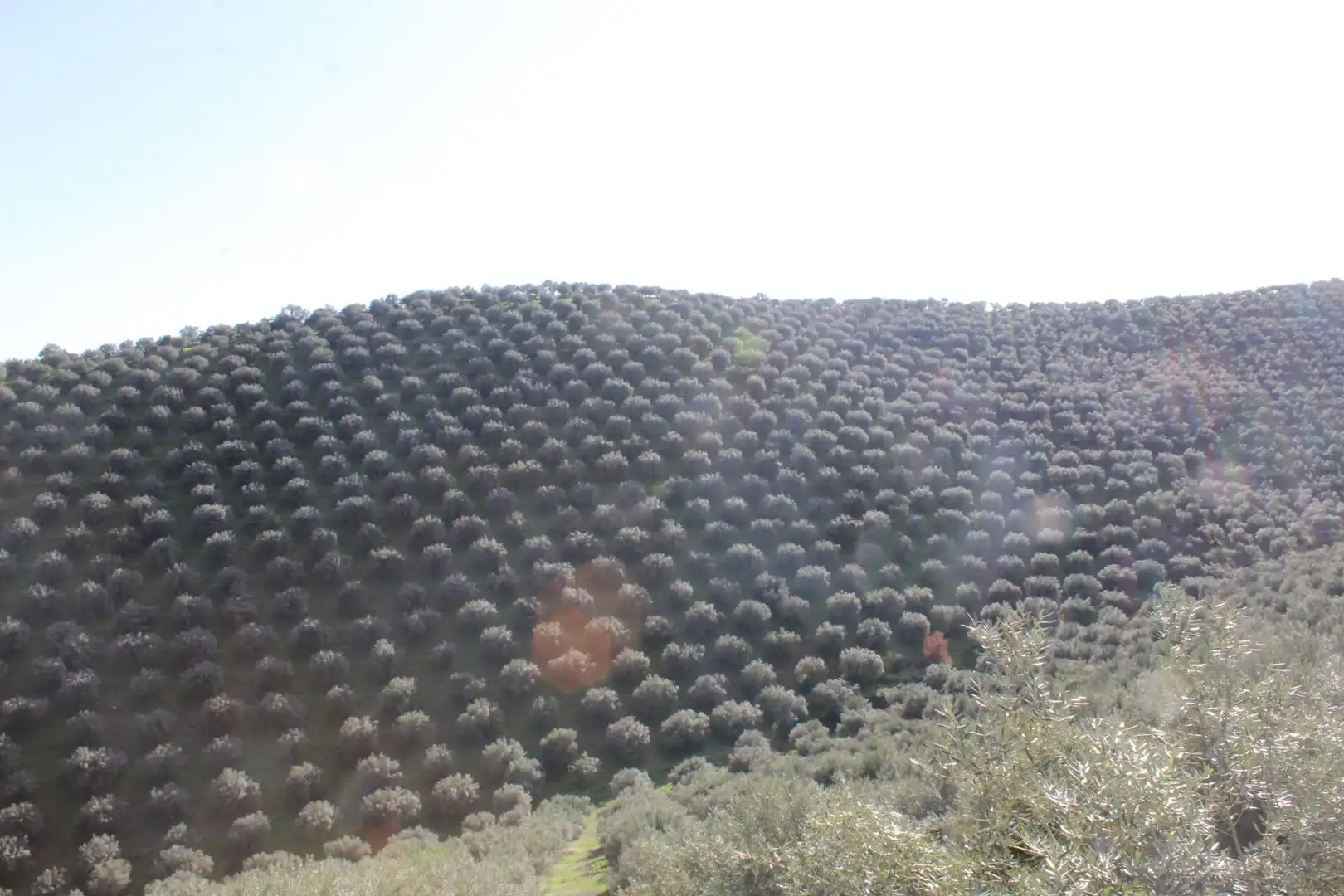 Jardí de Finca rústica en venda en Alcaracejos amb Traster i Piscina