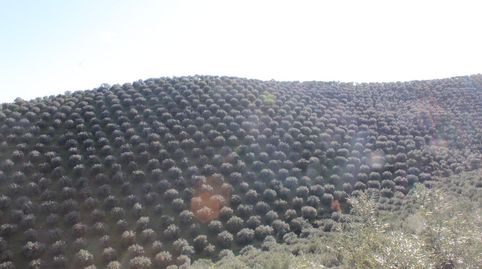 Foto 3 de Finca rústica en venda a Alcaracejos, Córdoba
