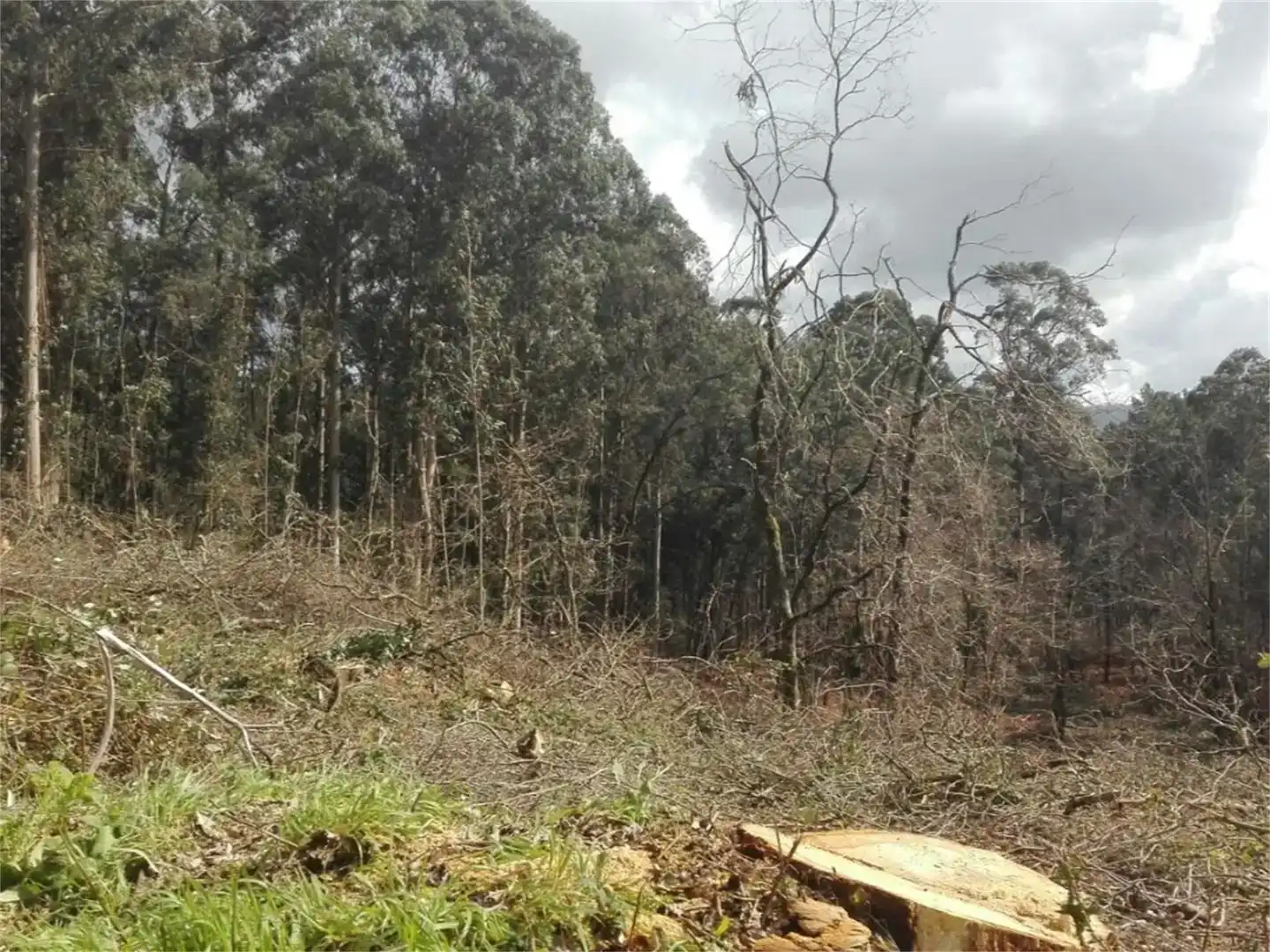 Terreny industrial en venda en Mos