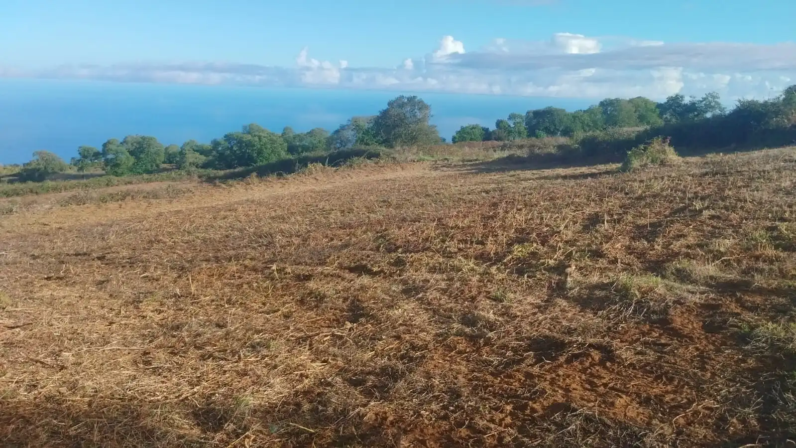 Rural land for sale in El Sauzal, imagen 2