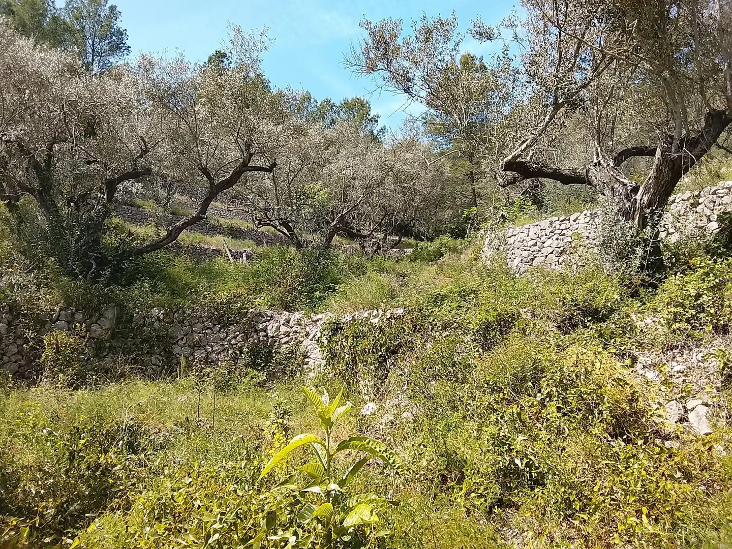 Maison rustique à vendre à Camí de la Finca del Governador, imagen 12