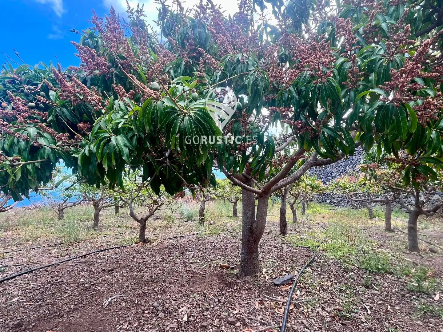 Grundstücke zum Verkauf in General, Agulo