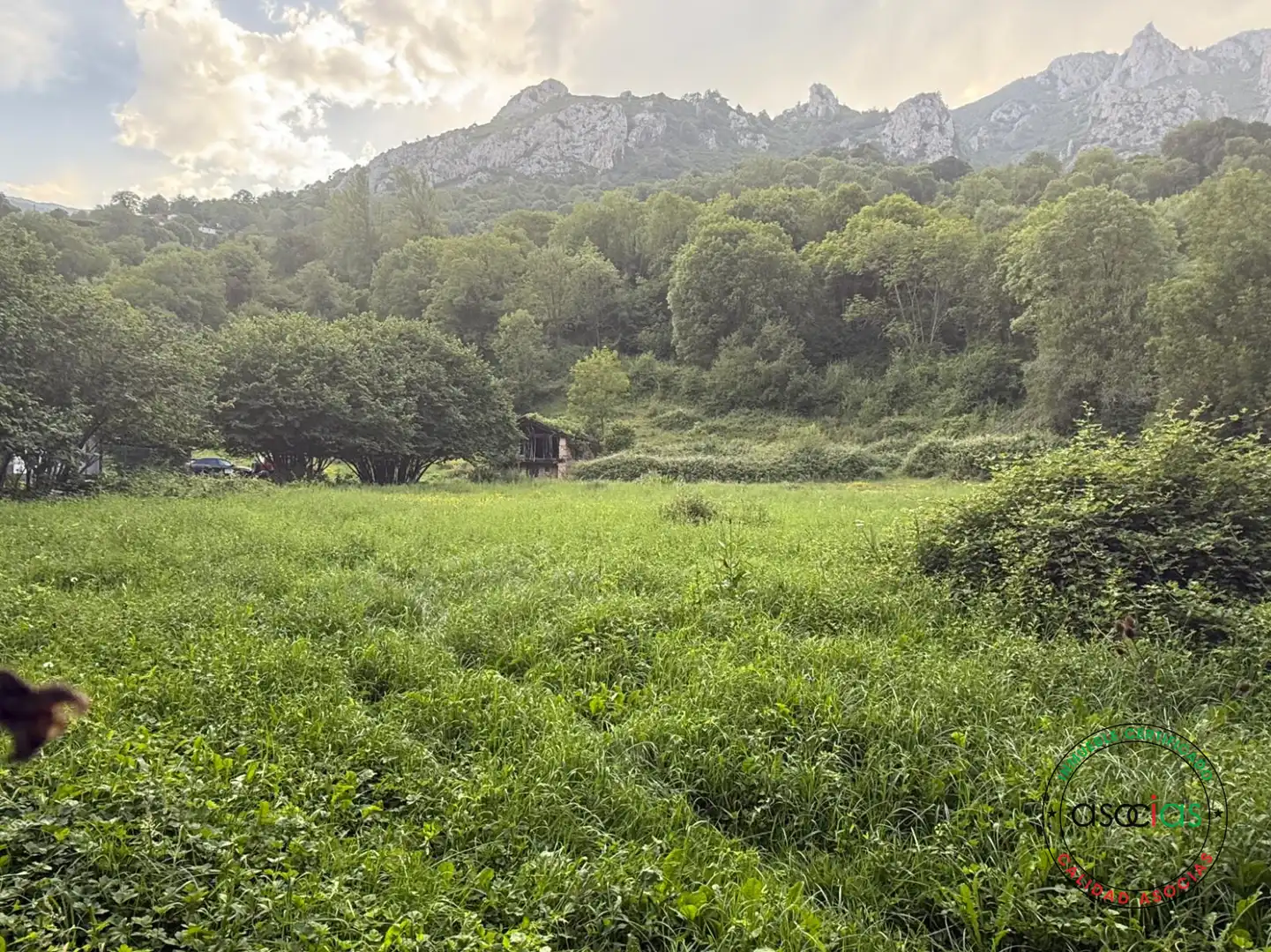 Land for sale in Quirós