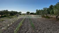 Finca rústica en venda en Chiclana de la Frontera