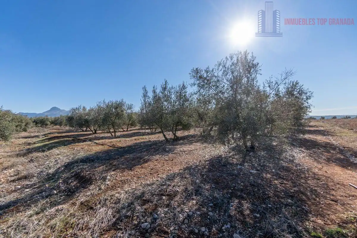 Terreni e lotti in vendita a Pago cortijo de las Monjas Parcela 19, imagen 10