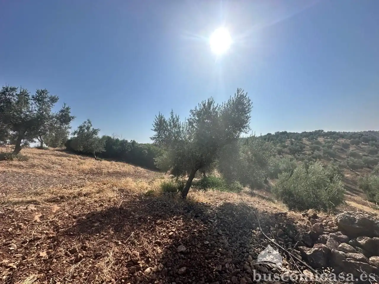 Terrain rustique à vendre à finca de olivar, imagen 2