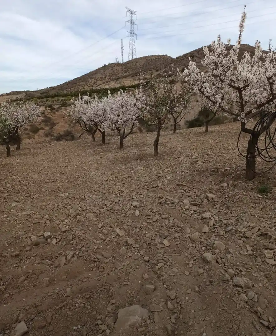 Terreni e lotti in vendita a Pedanías Sur, imagen 17