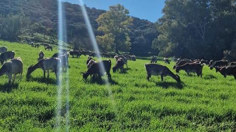 Foto 4 de Finca rústica en venda a Villanueva de San Juan, Sevilla