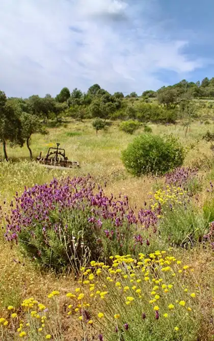 Jardín de Casa o chalet en venta en Los Navalucillos con Aire acondicionado, Calefacción y Jardín privado