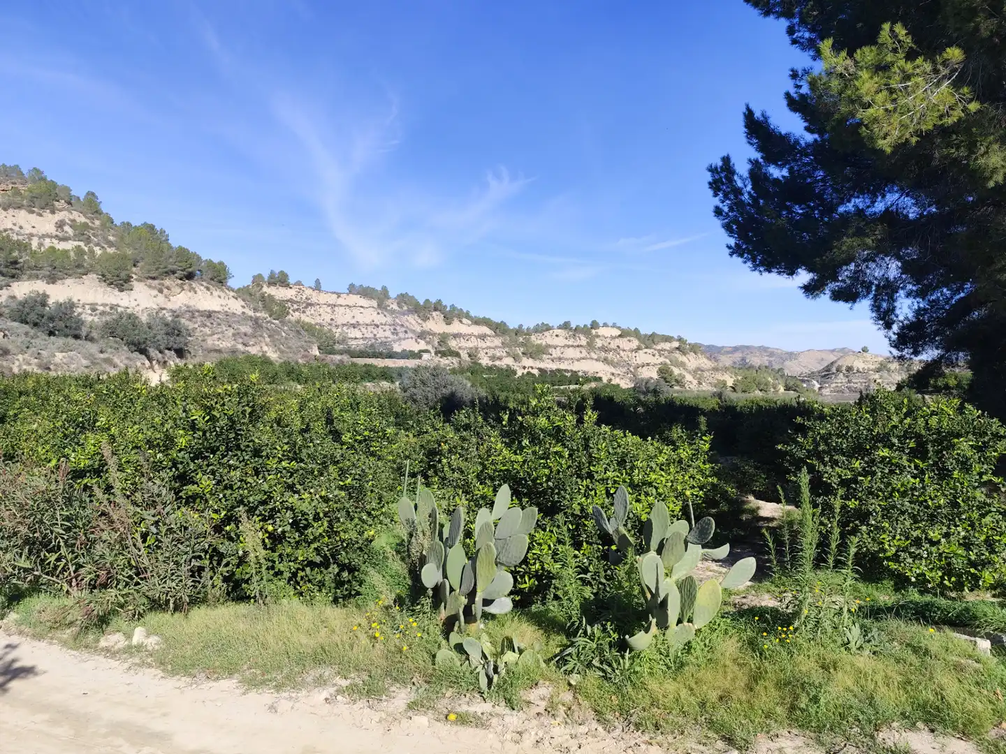 Jardí de Terreny en venda en Murcia