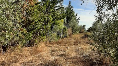 Photo 5 of Residential for sale in  Cuesta Cuesta del Tesoro 46, 46, Las Navas de la Concepción, Sevilla