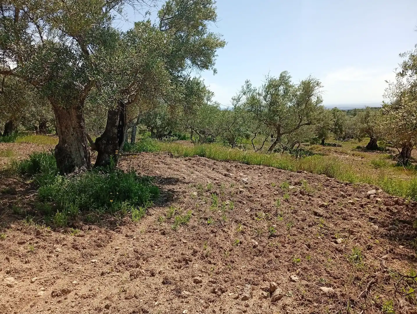 Terreni e lotti in vendita a Villanueva de la Vera, imagen 21