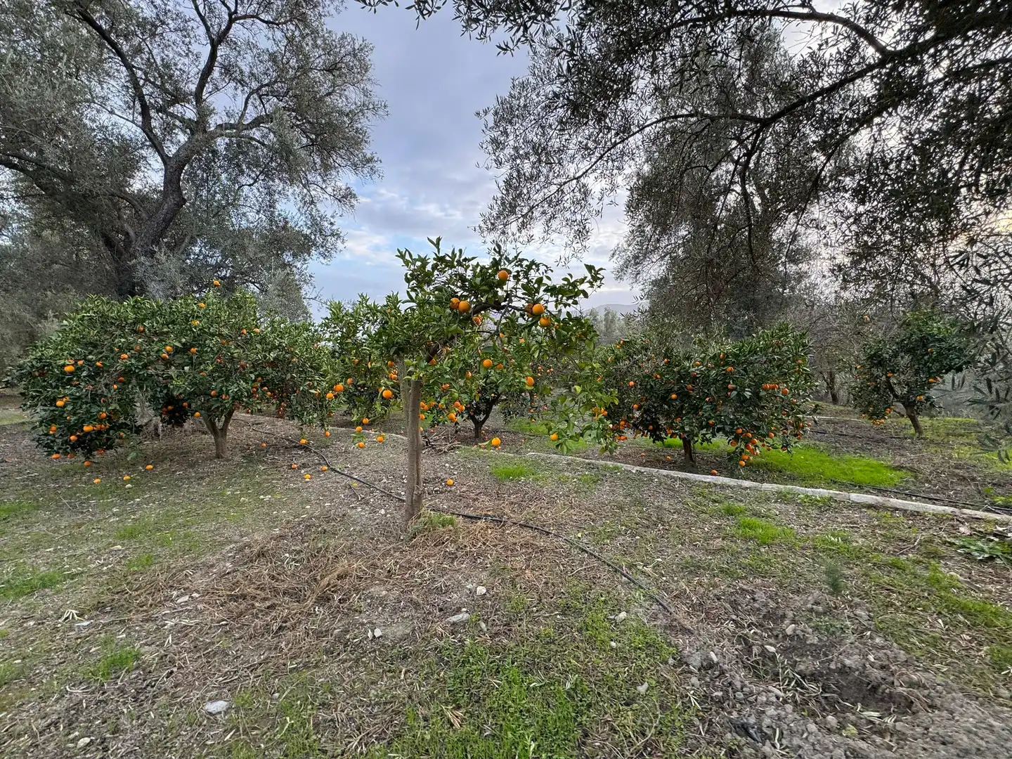 Terreno rustico in vendita a Lecrín, imagen 19