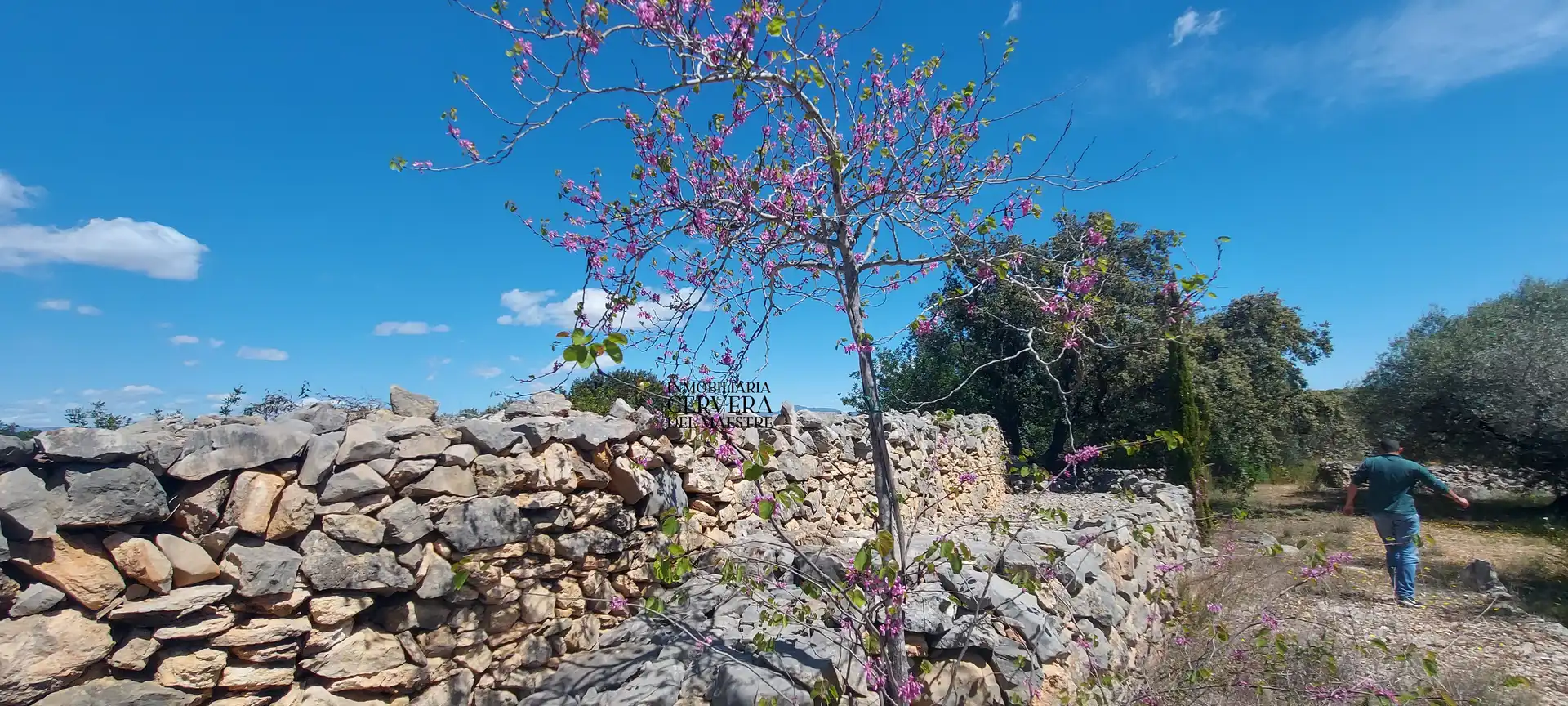 Terreno rustico in vendita a Cervera del Maestre, imagen 13